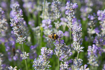 Natur- und Artenschutz: Hummel beim Sammeln von Pollen im Lavendelfeld