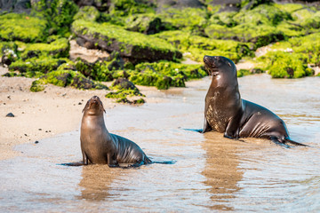 Naklejka premium Sea lions on the Galapagos Islands lie cosily on the beach with animal babies playing at the seaside on Isabela Island framed in a scenic nature full of wildlife in the Pacific Ocean off Ecuador