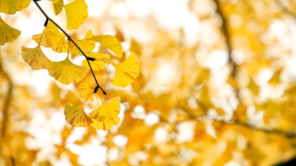 黄色に色づくイチョウの紅葉　