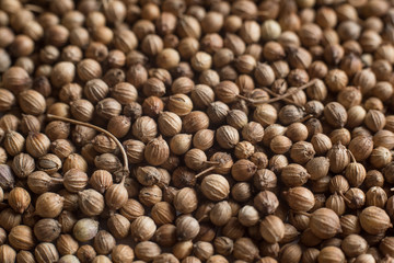 Grains of coriander evenly sprinkled, spices background. Concept, copy space, depth of field.