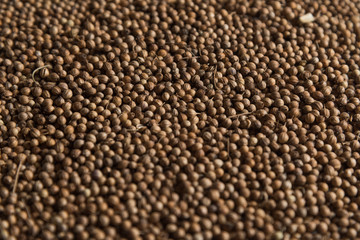 Grains of coriander evenly sprinkled, spices background. Concept, copy space, flat lay.