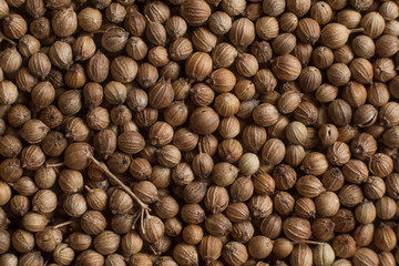 Grains of coriander evenly sprinkled, spices background. Concept, copy space, flat lay.