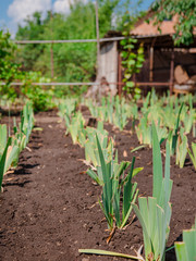 Lilies bloom in the garden, floriculture as a hobby in the summer garden. Concept of gardening, floriculture and landscape design.