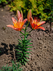 Lilies bloom in the garden, floriculture as a hobby in the summer garden. Concept of gardening, floriculture and landscape design.