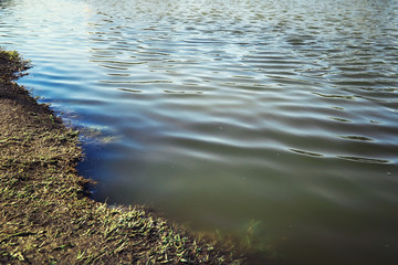 Bright spring greens at dawn in the forest. Nature comes to life in early spring.