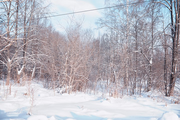 Fototapeta premium Winter forest landscape. Tall trees under snow cover. January frosty day in the park.