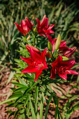 Lilies bloom in the garden, floriculture as a hobby in the summer garden. Concept of gardening, floriculture and landscape design.