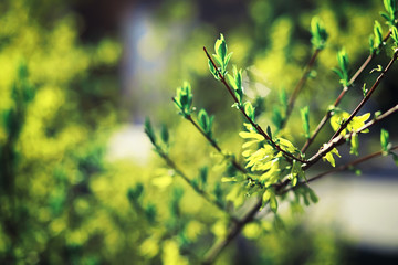 Bright spring greens at dawn in the forest. Nature comes to life in early spring.
