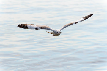 Closeup front seagull flying happily in the sky