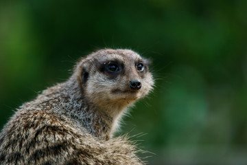 ミーアキャット