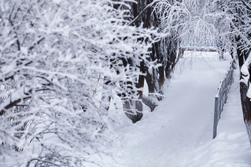 Winter forest landscape. Tall trees under snow cover. January frosty day in the park.