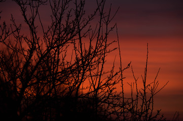 Autumn trees in the sunset