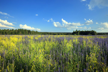 flowering lupine field