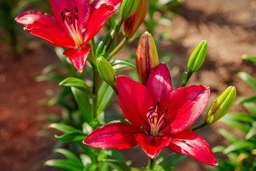 Fototapeta premium Lilies bloom in the garden, floriculture as a hobby in the summer garden. Concept of gardening, floriculture and landscape design.