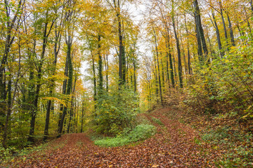 Beautiful walk in the autumnal forests with beautiful warm colors of autumn.