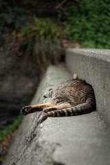 昼寝ネコ