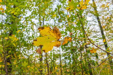Beautiful walk in the autumnal forests with beautiful warm colors of autumn.