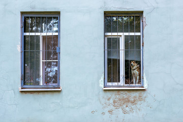 Fototapeta na wymiar A lonely dog ​​is waiting in a house near a window. The pet sad looks out of captivity through the bars to the street and freedom. On the wall are traces of animal paws.
