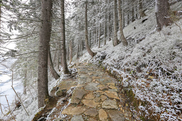 Stone walkway in the winter forest