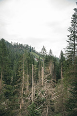 The consequences of the weather, a windbreak in the mountains, damage to nature and the national park, a threat to the tourist season in Austria, Italy., Alpine Austria, Italy.