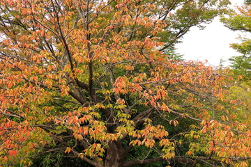 公園の紅葉の桜の木