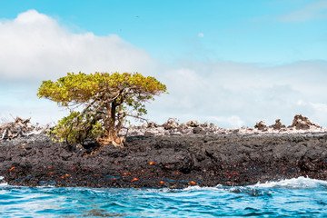 Galapagos Islands Dream beach on the island of Isabela with turquoise-blue waters and Caribbean...