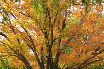欅の黄葉の大木