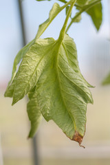 green leaf of tomato in the greenhouse close-up