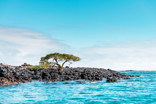 Galapagos Islands Dream beach on the island of Isabela with turquoise-blue waters and Caribbean sand beach which is fringed with palm trees and black lava rocks, in the travel destination of Ecuador