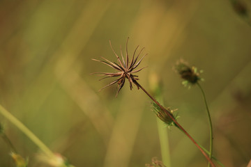 キバナコスモスの種