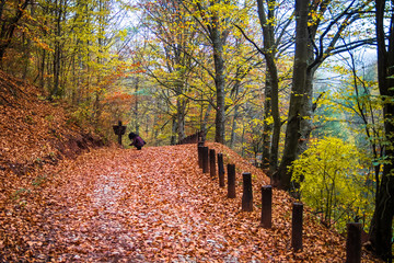 Naklejka premium Footpath through forest at rainy autumn day. Wet fallen leaves on a path. Camping place Grza in Serbia.
