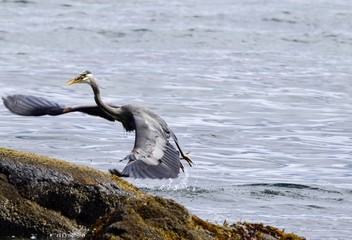 Great Blue Heron with wide spread wings  landing on a rock on the ocean shore 