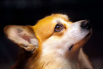 dog portrait dark wall background 