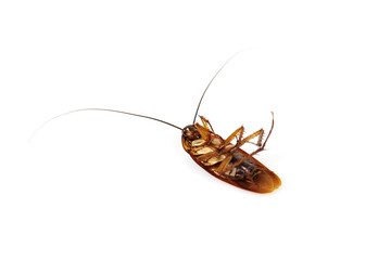 dead cockroach isolated on white