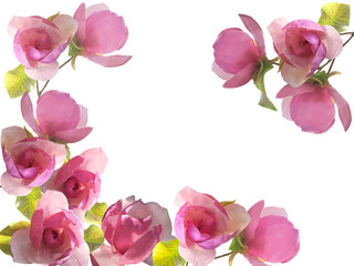 Magnolia flower isolated on white background.