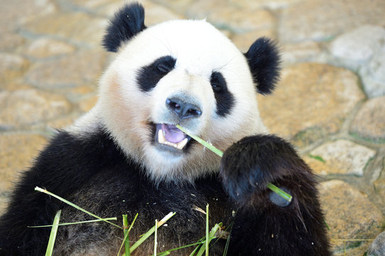 笹の葉 Images Browse 5 595 Stock Photos Vectors And Video Adobe Stock