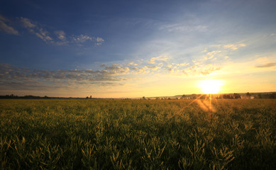 sunrise in summer field