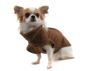 chihuahua Violka dressed in new outfit