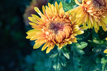 Obraz premium Yellow chrysanthemums close up in autumn Sunny day in the garden. Autumn flowers. Flower head
