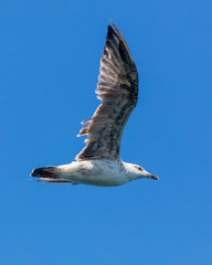 Seagull in flight against the blue sky