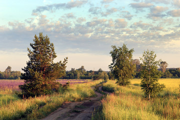 Obraz premium sunrise in summer field