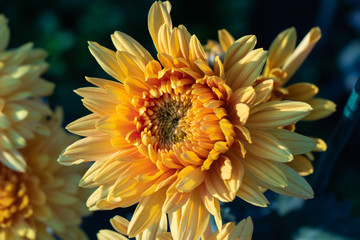 Yellow chrysanthemums close up in autumn Sunny day in the garden. Autumn flowers. Flower head