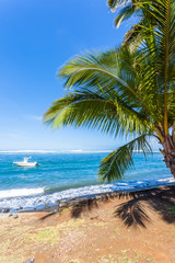 Plakat palm trees on the beach, Réunion Island 
