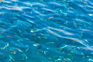 Fish in the blue water of the sea as a background