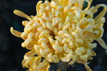 Yellow chrysanthemums close up in autumn Sunny day in the garden. Autumn flowers. Flower head