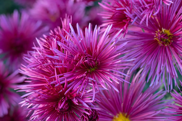 Pink chrysanthemums close up in autumn Sunny day in the garden. Autumn flowers. Flower head