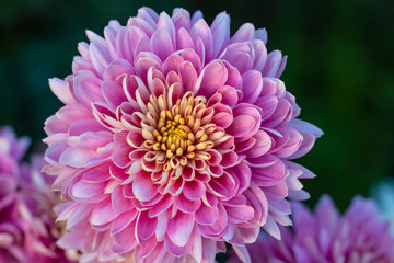Pink chrysanthemums close up in autumn Sunny day in the garden. Autumn flowers. Flower head