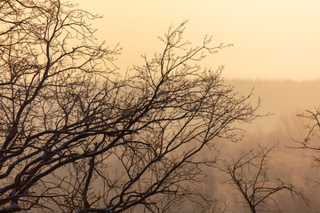 Obraz premium Leafless tree branches at dawn of the sun