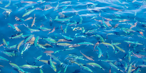 Fish in the blue water of the sea as a background