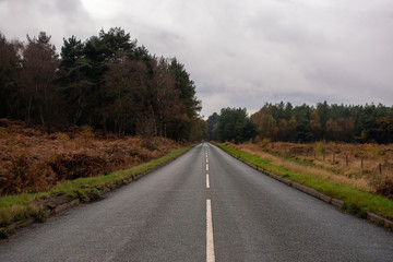 Fototapeta na wymiar Middle of the road in a forest, cannock chase forest, autumn, landscape